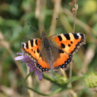 Naeldens%20takvinge%20%287%29